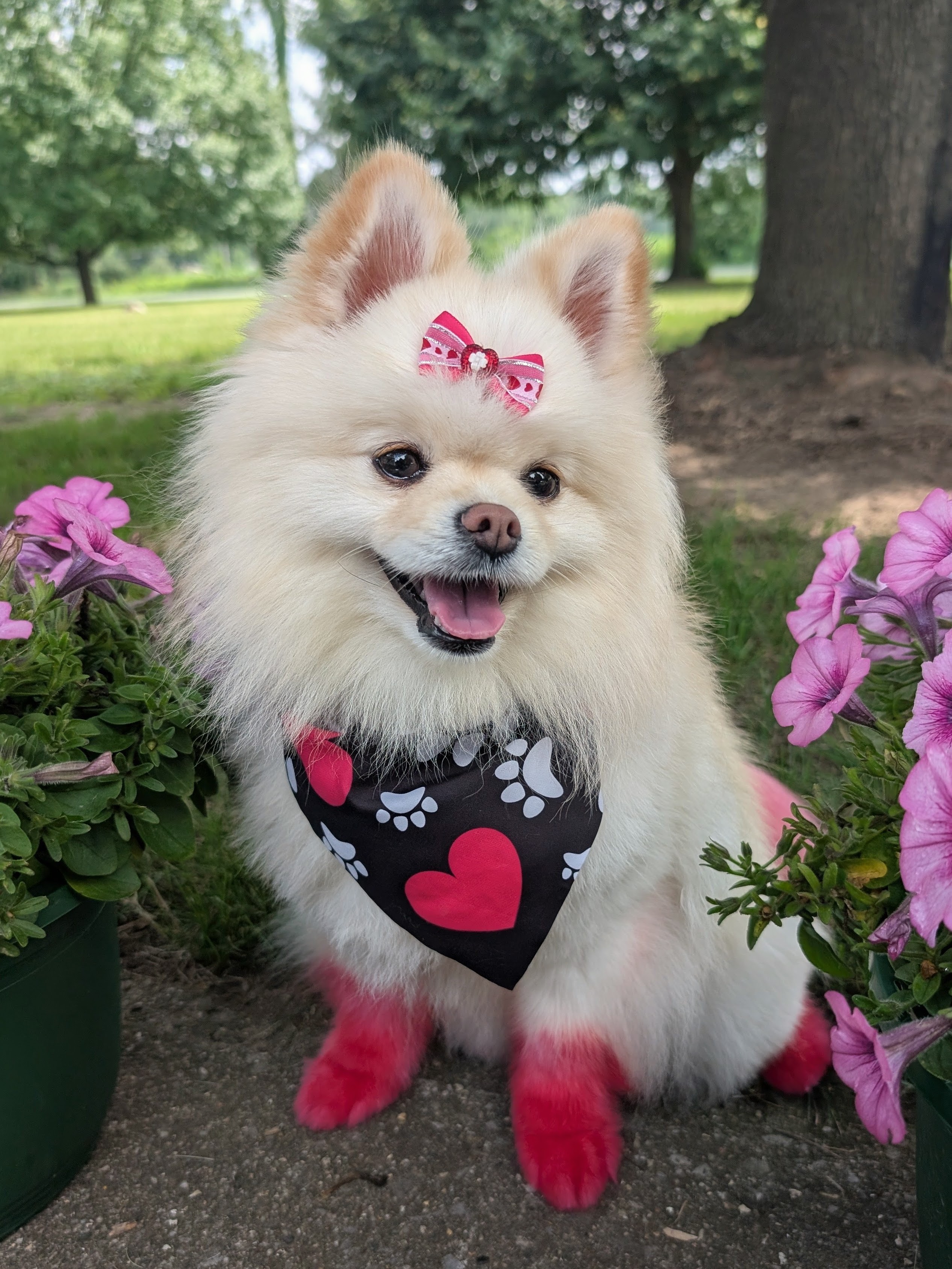 cream-pomeranian-sitting-beside-purple-flowers
